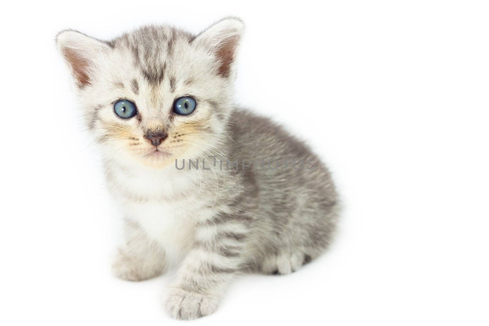Cute kitten standing on white background