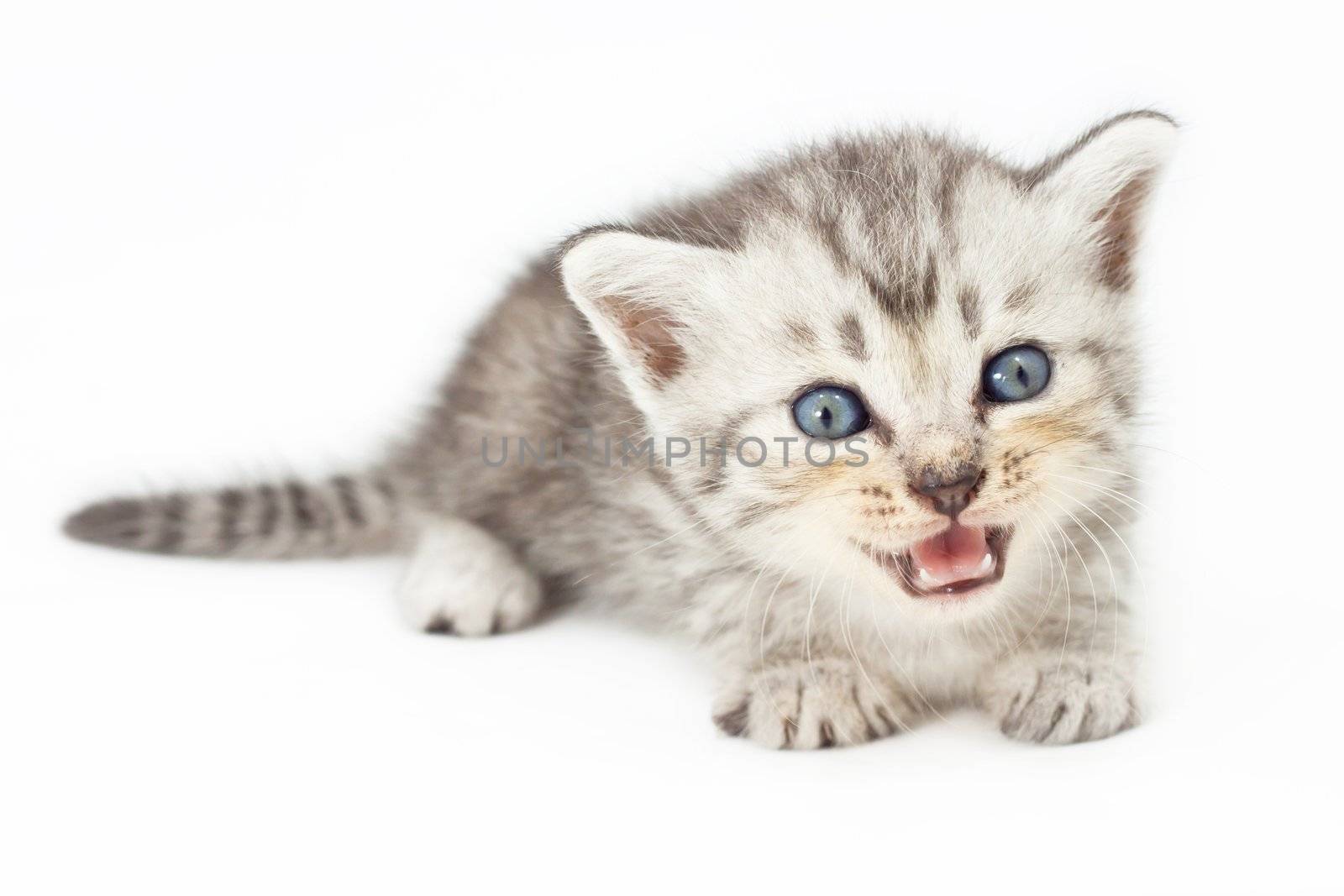 Cute young kitten on white background