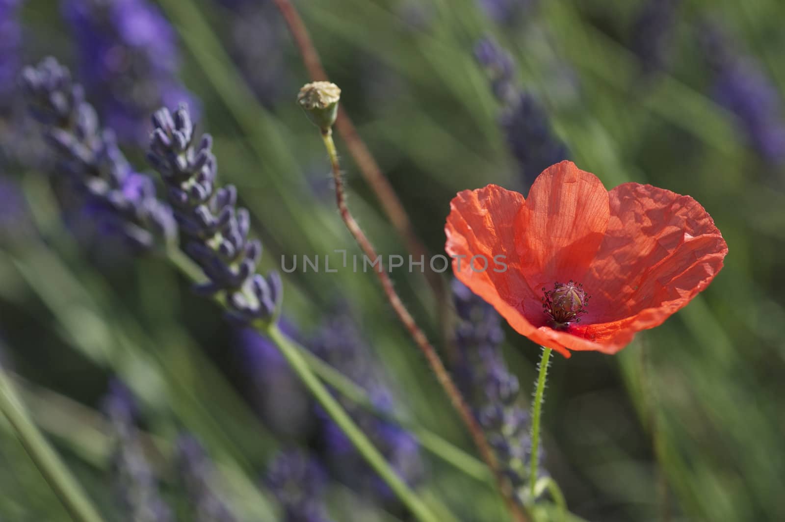 Red Poppy and Purple Lavender by PrincessToula