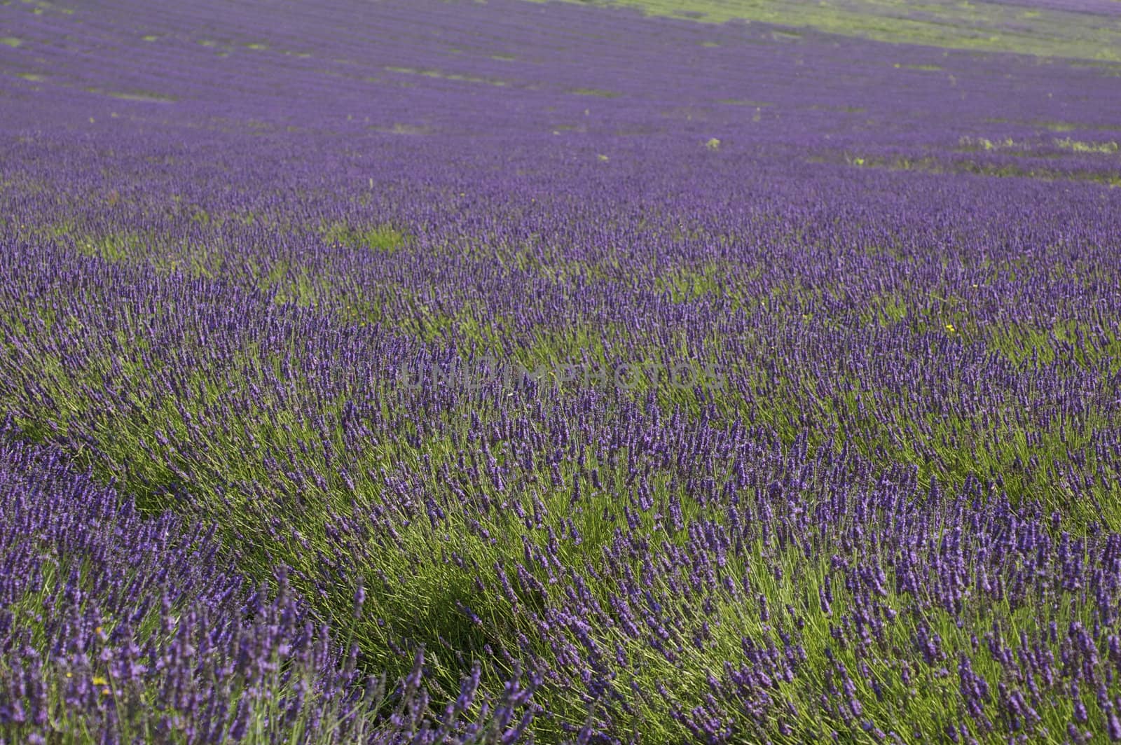 Rows of purple blossoming lavender with green stalks leading up a hill.