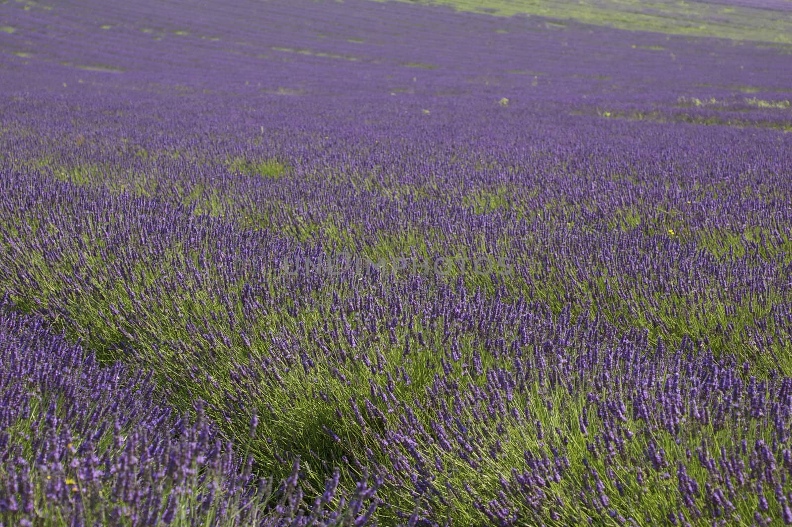 Lavender Fields by PrincessToula