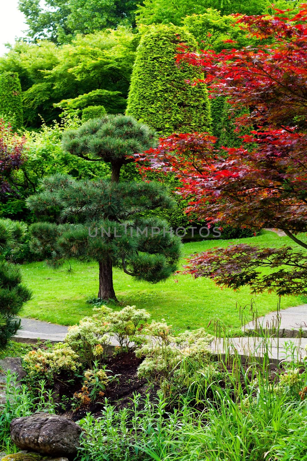 herb,tree,pine,fir tree,garden background