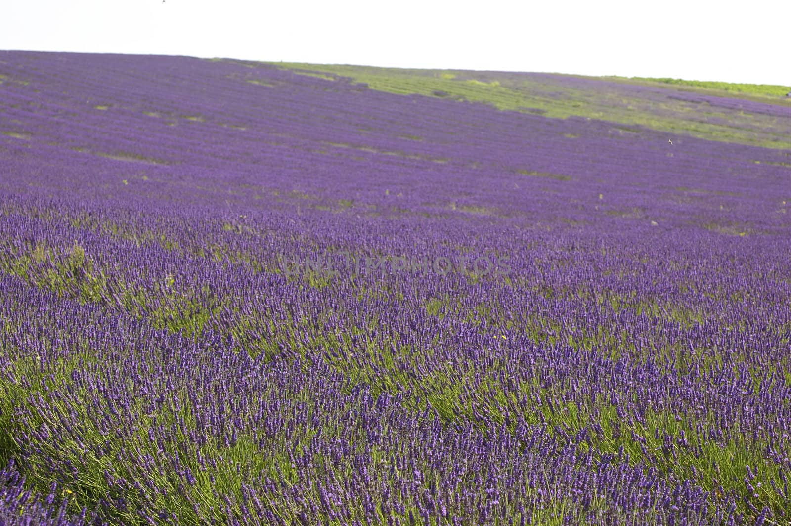 Rows of lavender leading up a hill to the horizon against a pale sky with copy space.