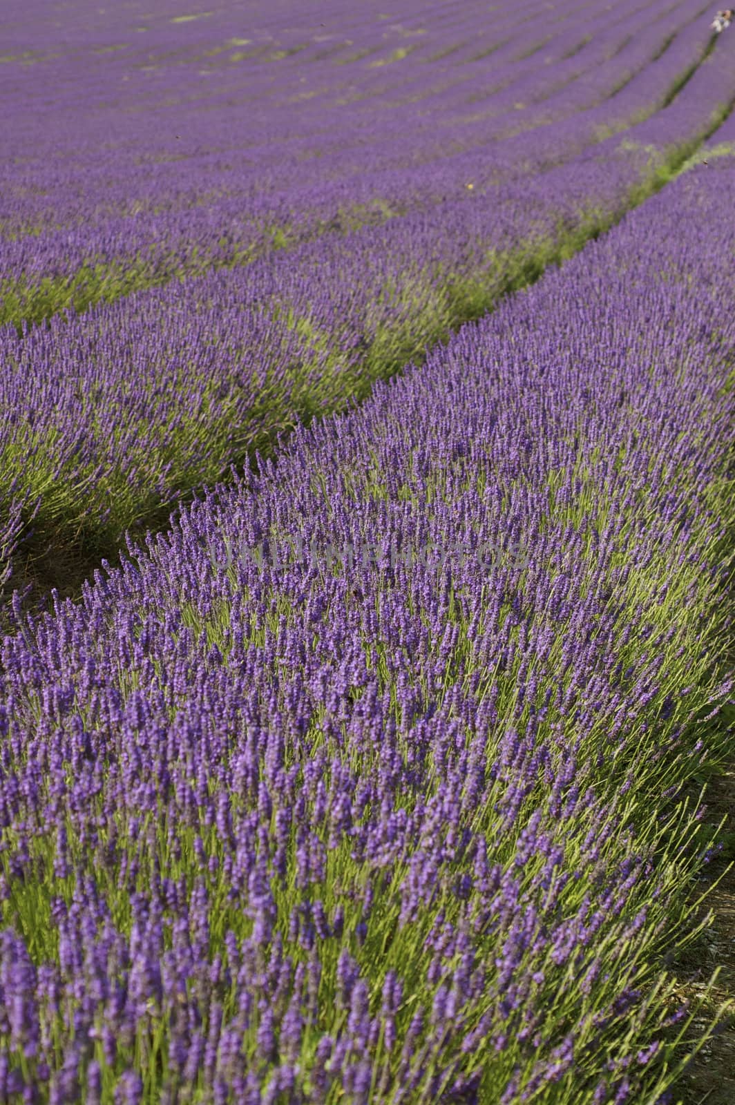 Rows of purple blossoming lavender with green stalks leading up a hill.