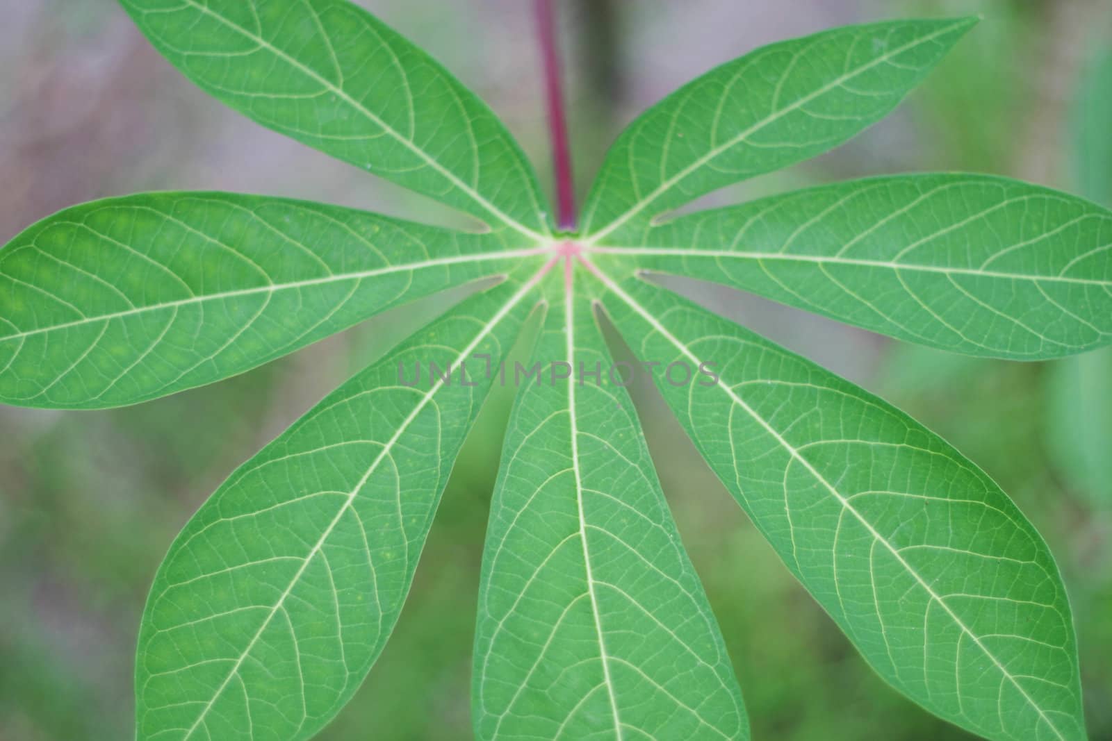 Cassava leaf