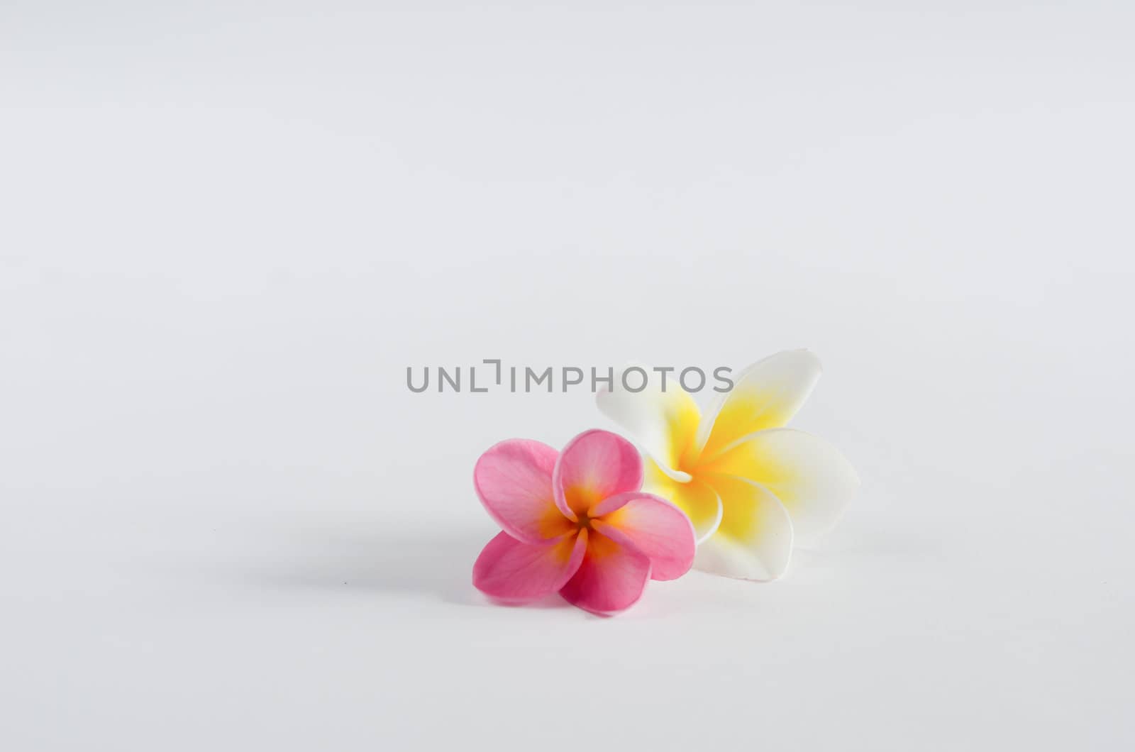 Frangipani spa flowers  , Plumeria flower on whtie background