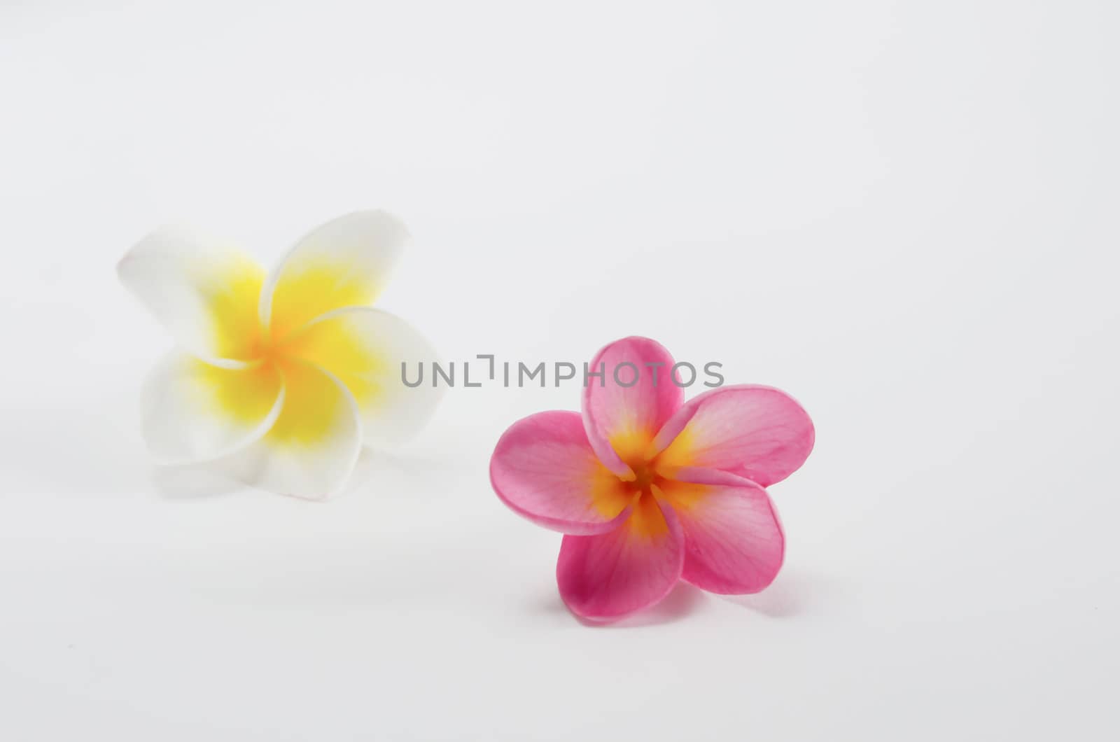 two perfume frangipani flowers over white background