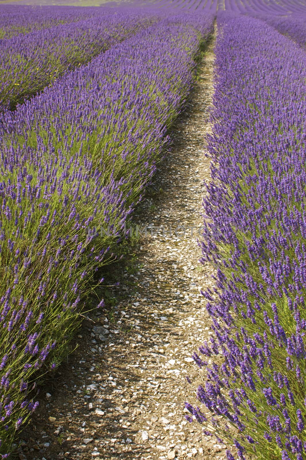 Rows of purple blossoming lavender with green stalks leading up a hill.