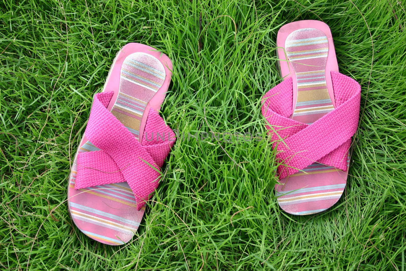 Shoes in Lawn