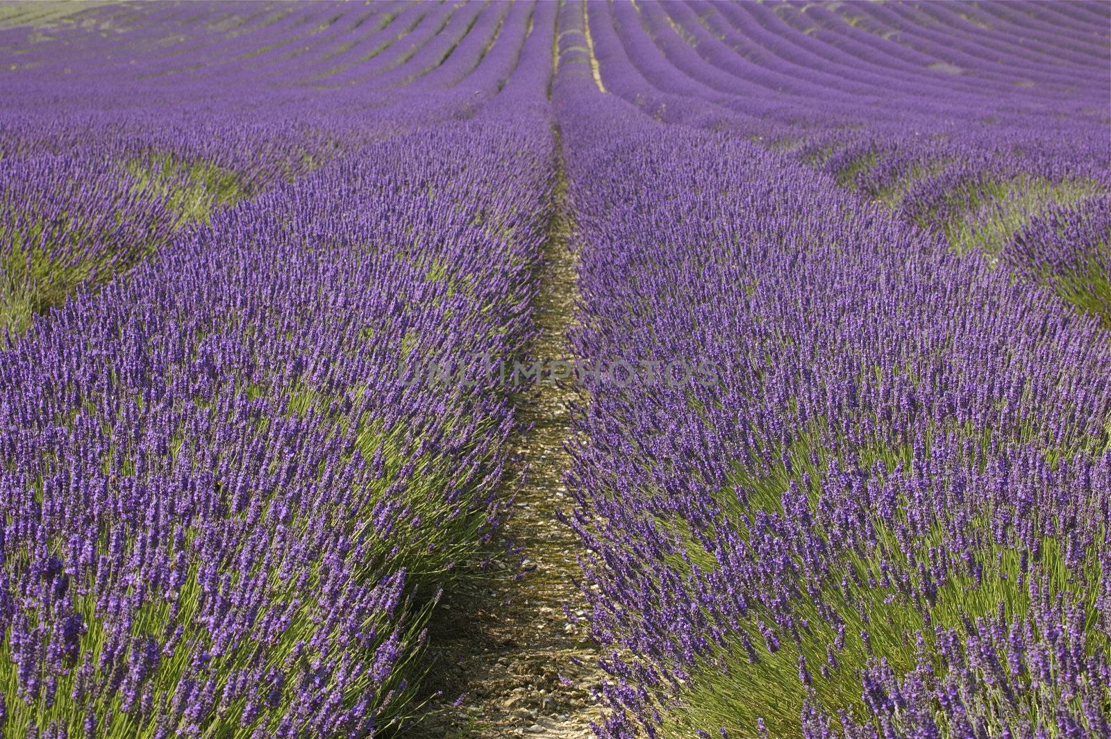 Rows of purple blossoming lavender with green stalks leading up a hill.