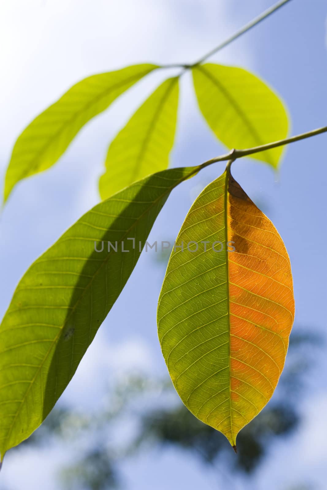 Sunlight on leaves
