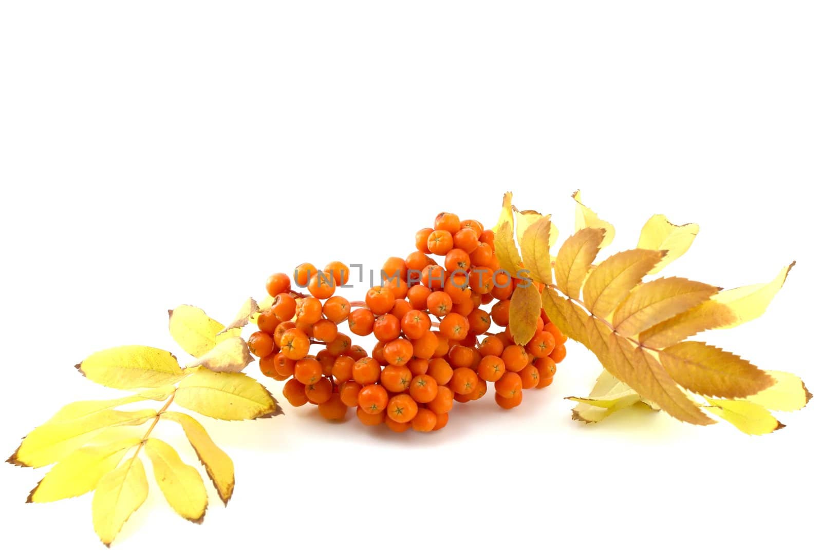 Ripe rowan berry with color leafs in autumn