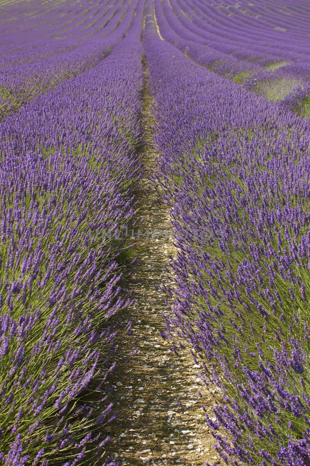 Lavender Fields by PrincessToula