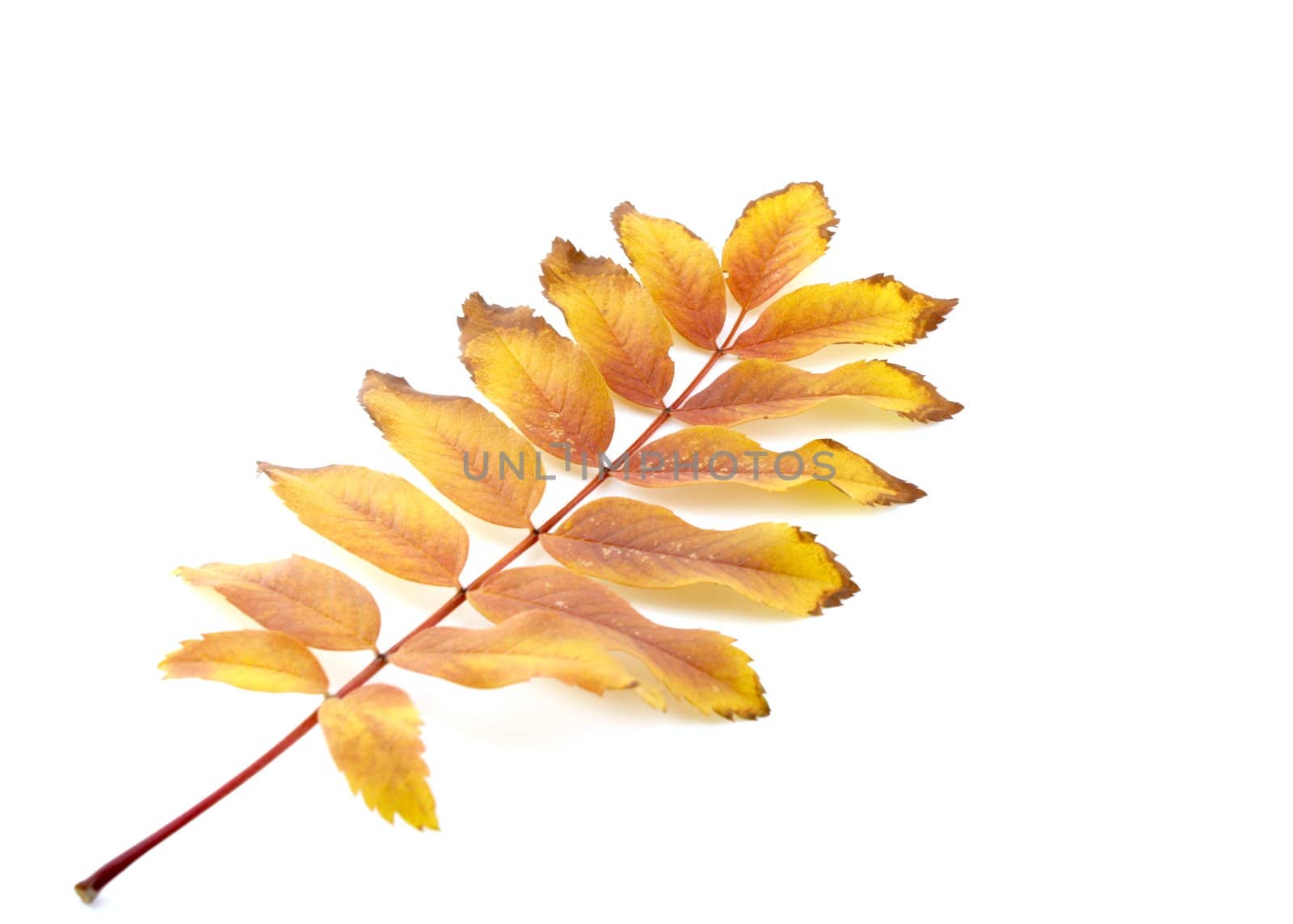 Twig with color autumn leaves by sergpet