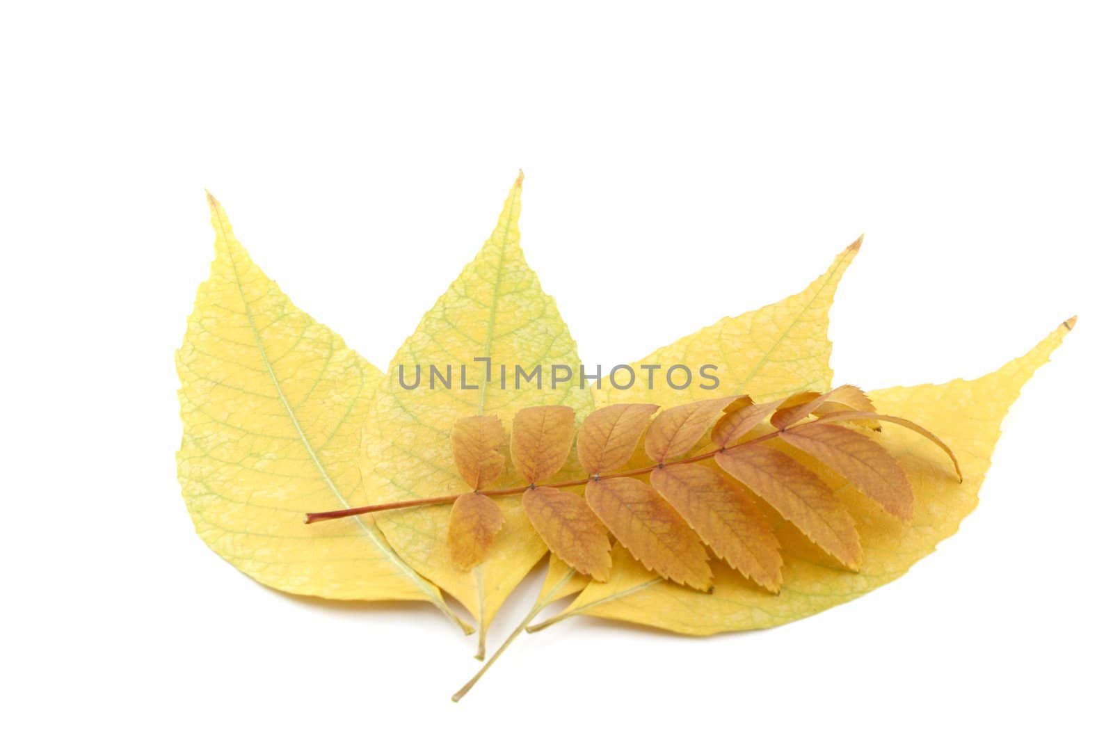 Color autumn leaves by sergpet