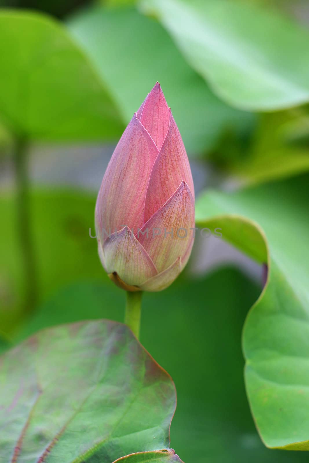 Bud of Lotus Flower