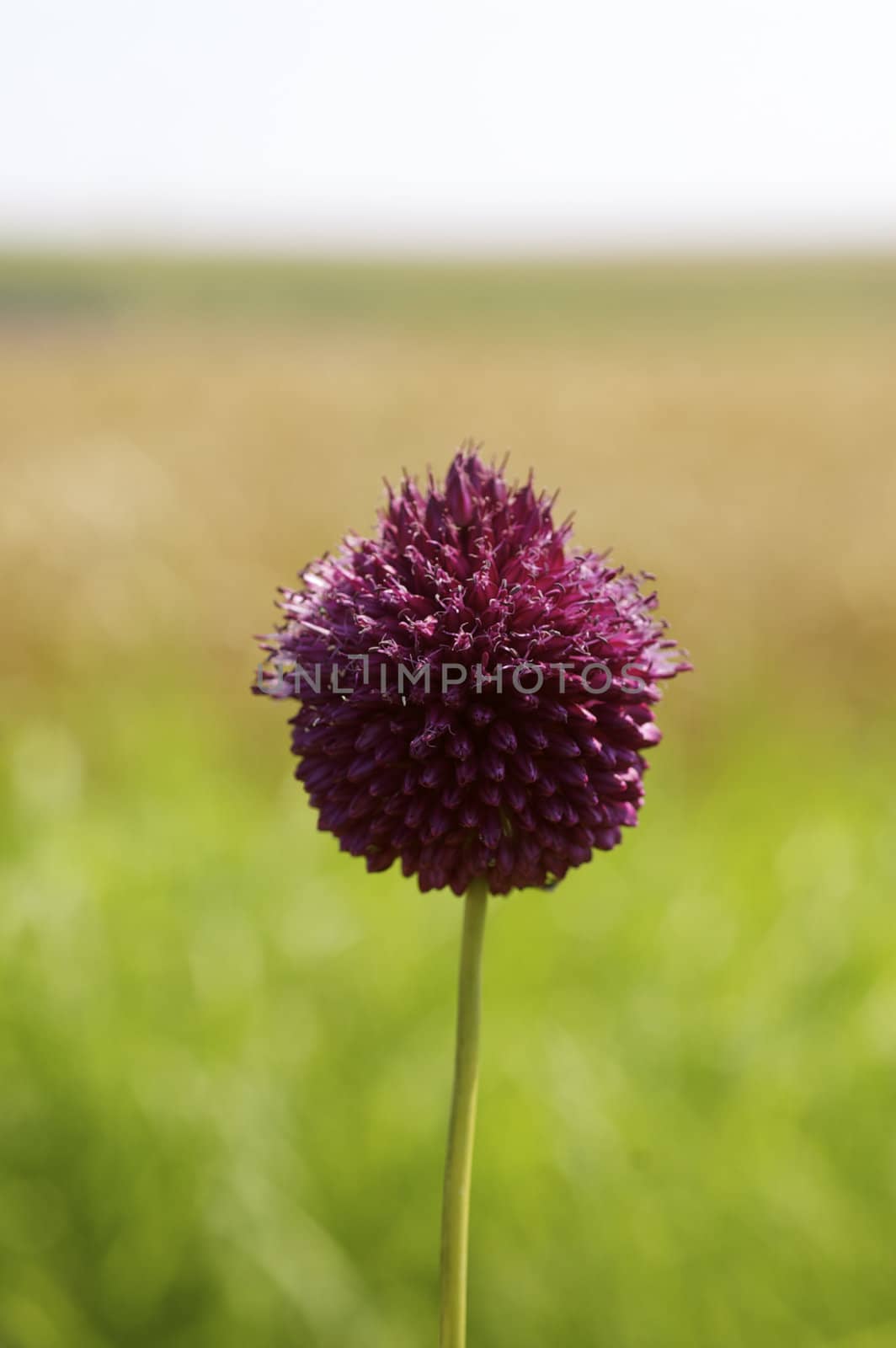 Single deep purple wild flower in foreground against a background of wheat fields and white sky with copy space.