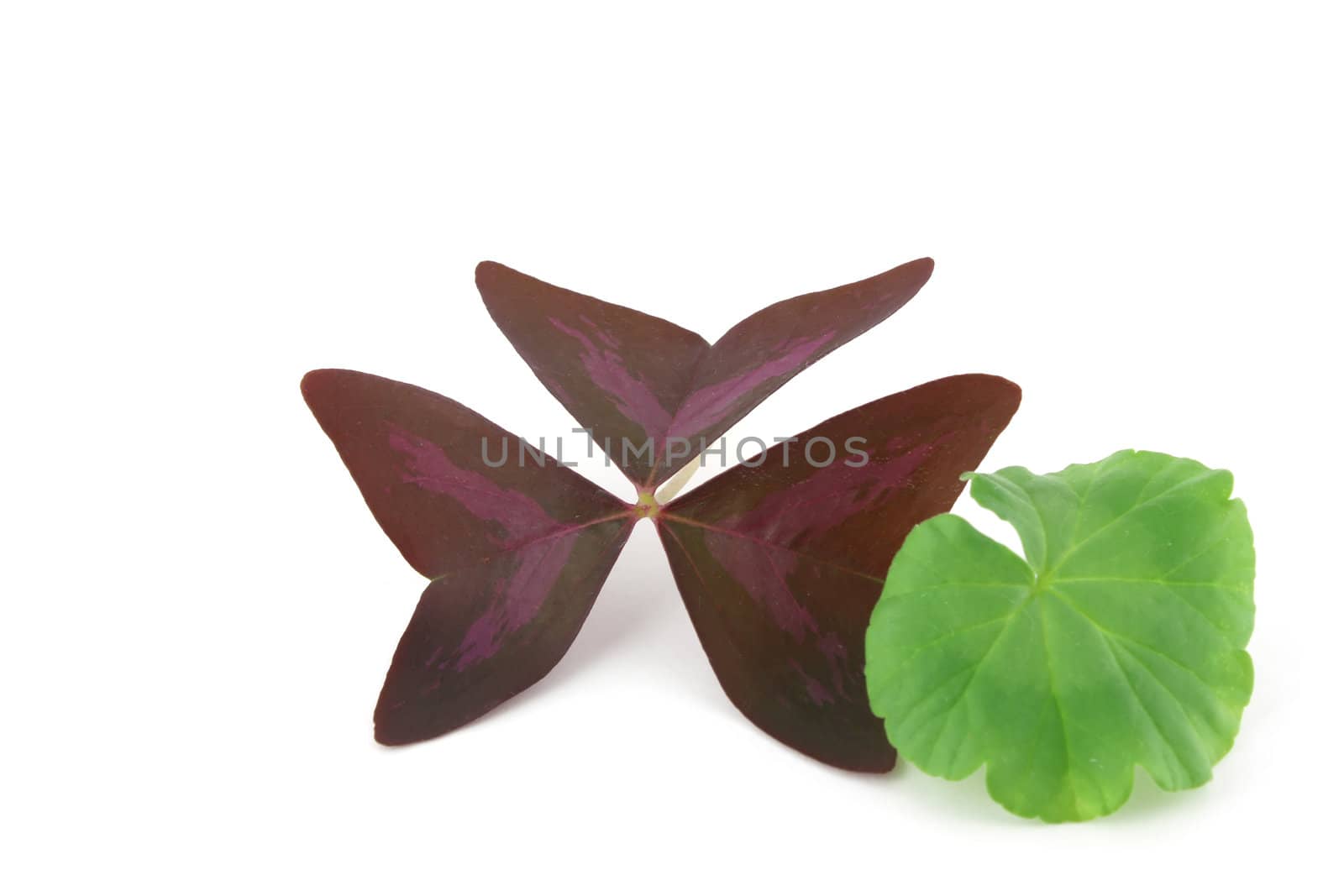 Leaves of flowers (butterfly and geranium).