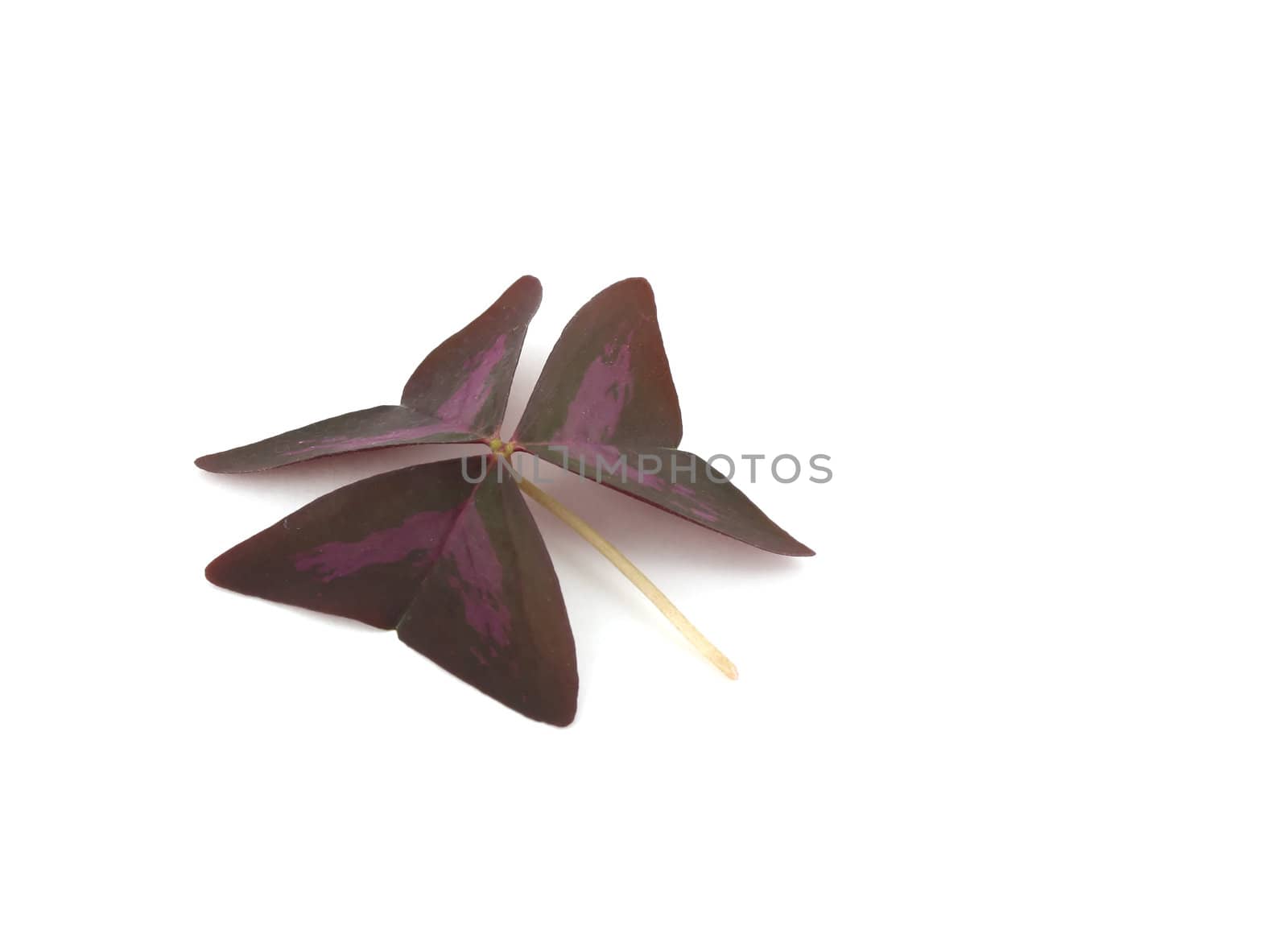 Leaves of flowers (butterfly)