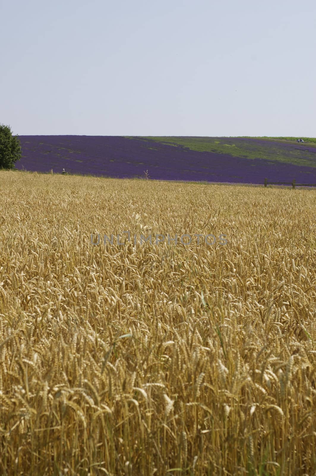 Grain Fields by PrincessToula