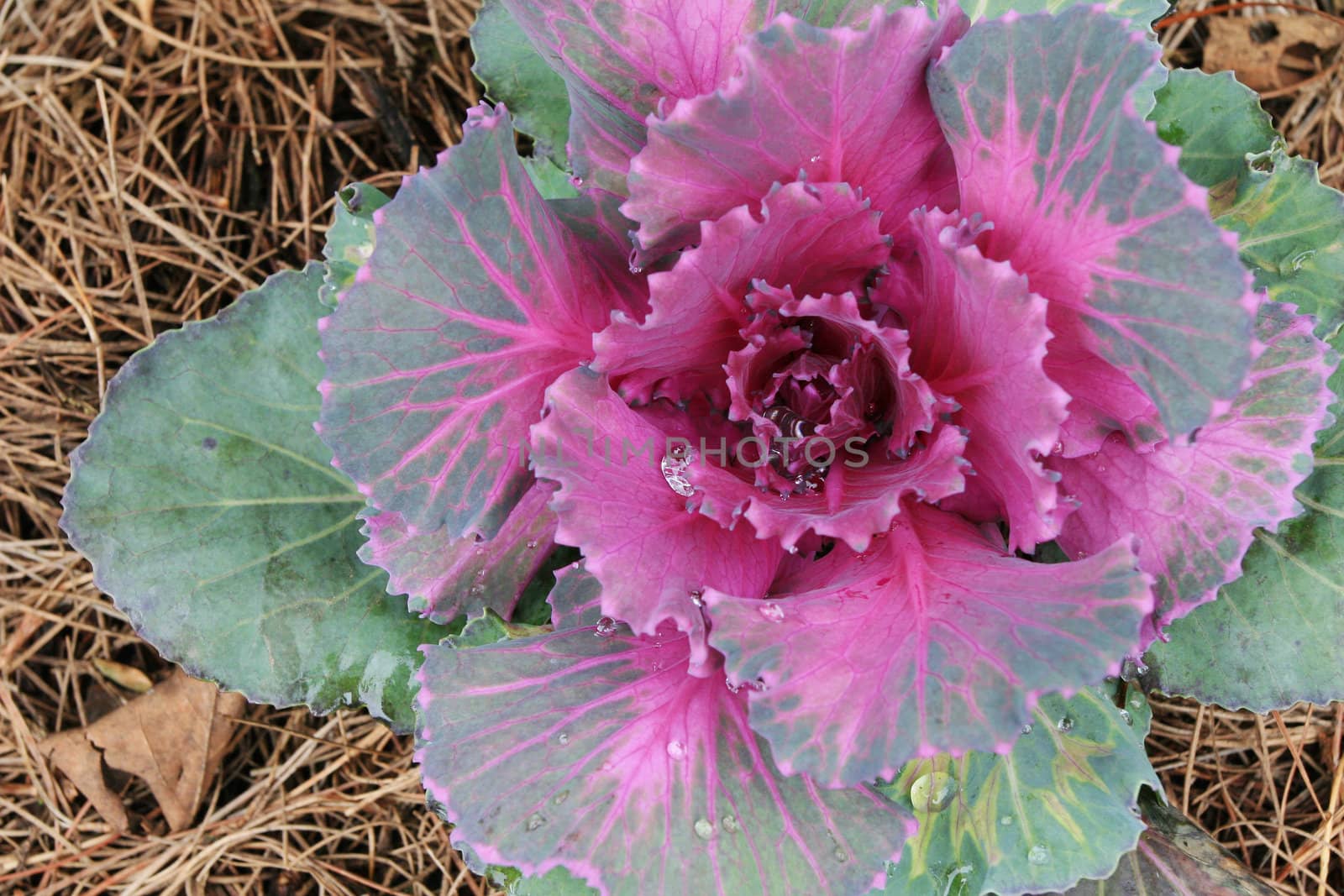 A Red Cabbage