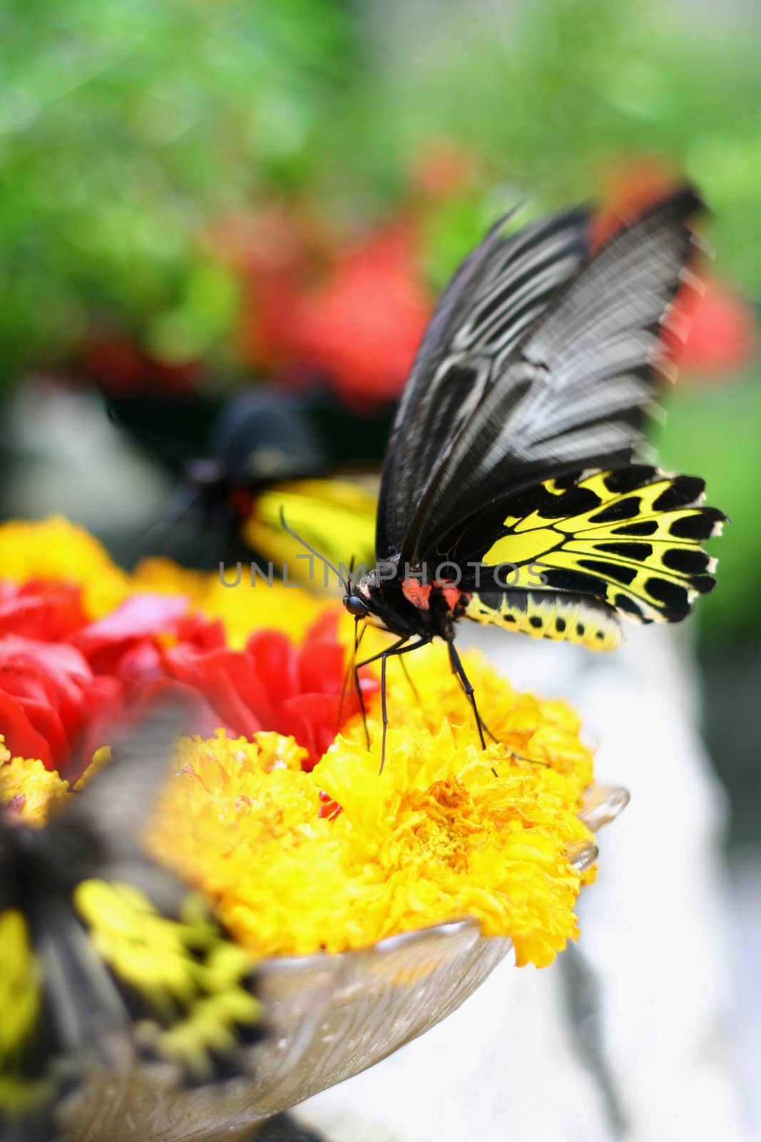 Butterfly with Flower