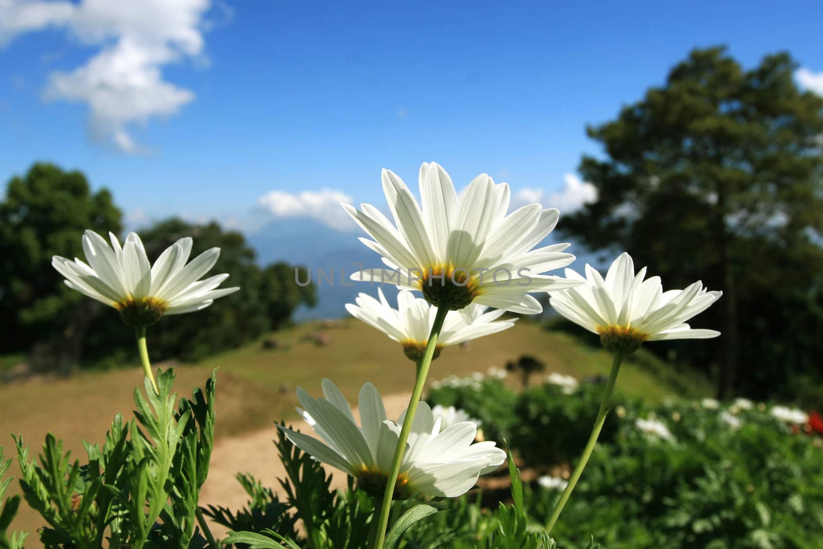 White Daisy