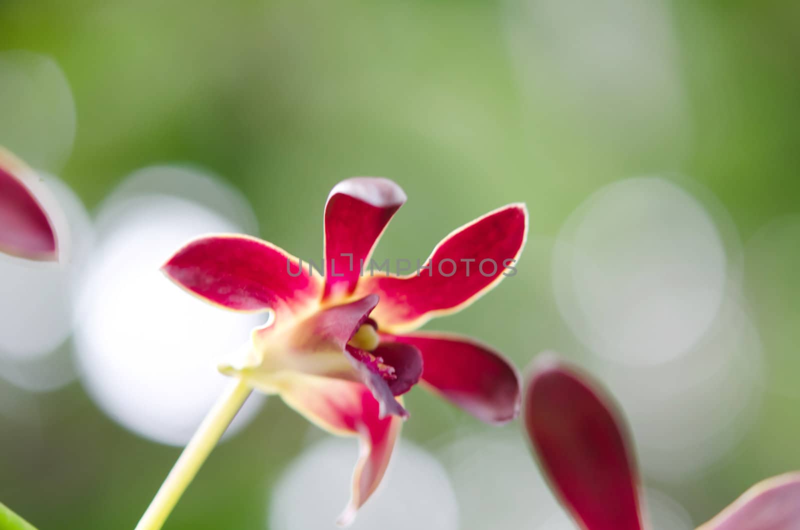 Close up of red orchids blooms in the garden