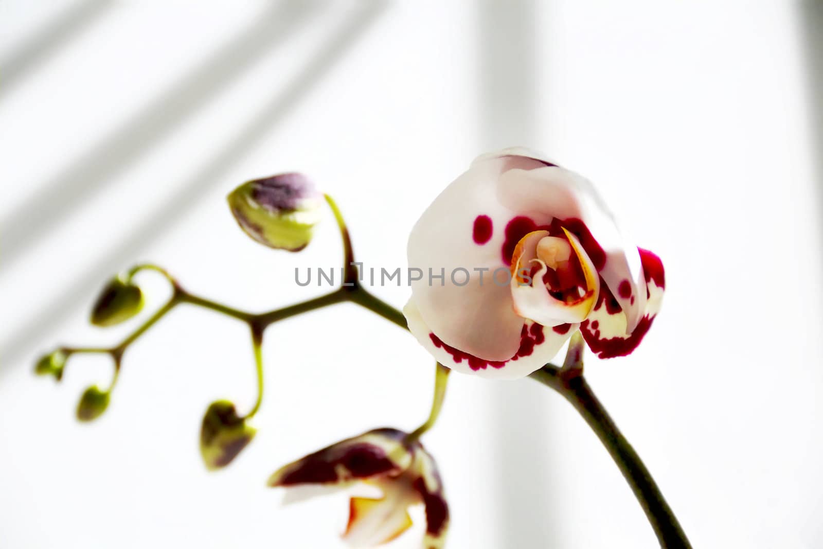 Image of beautiful orchid