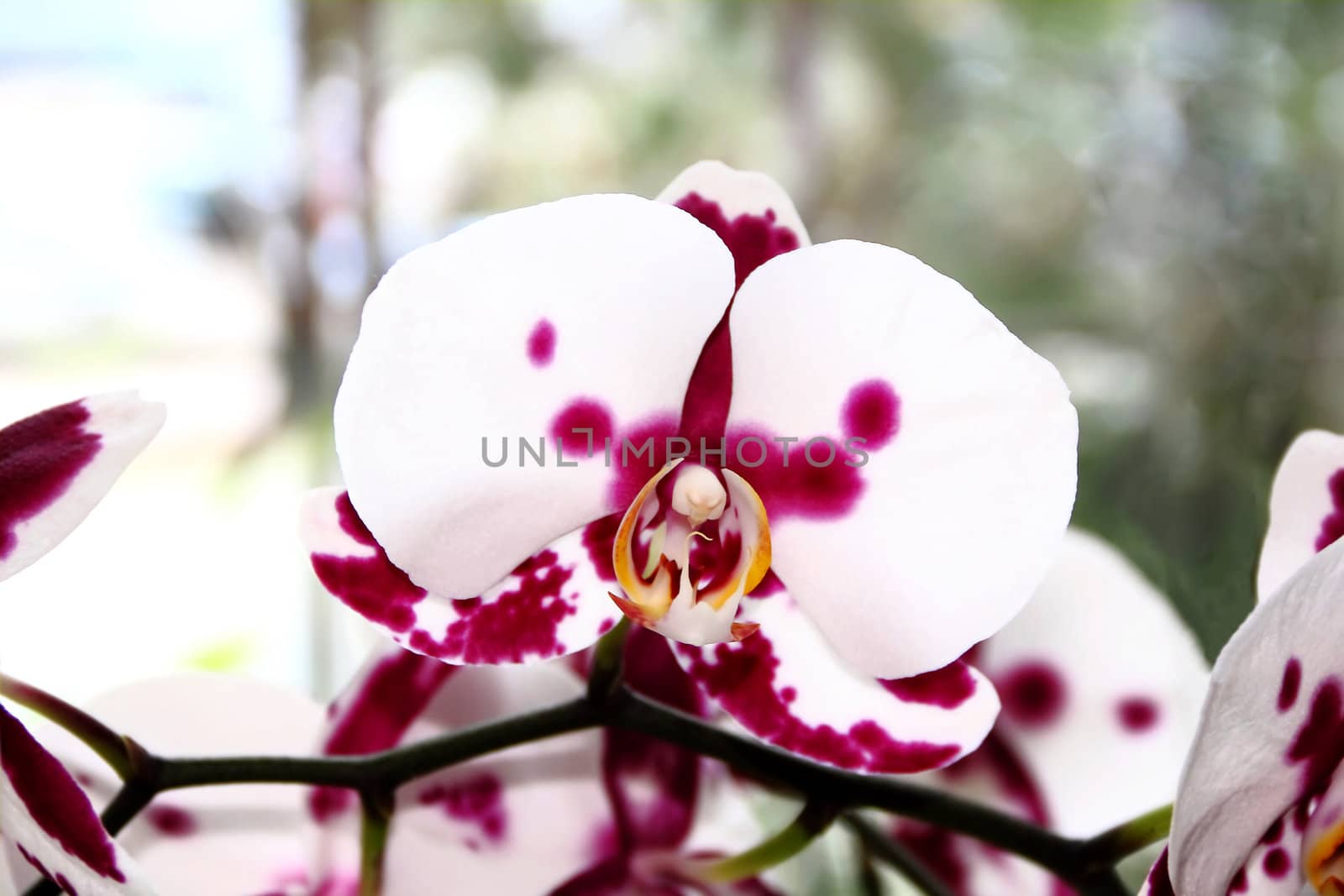 Image of beautiful orchid