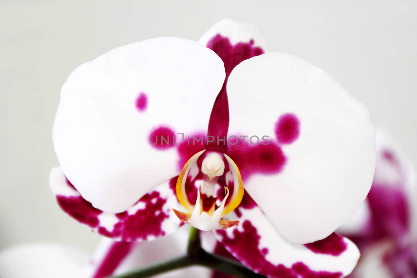 Image of beautiful orchid