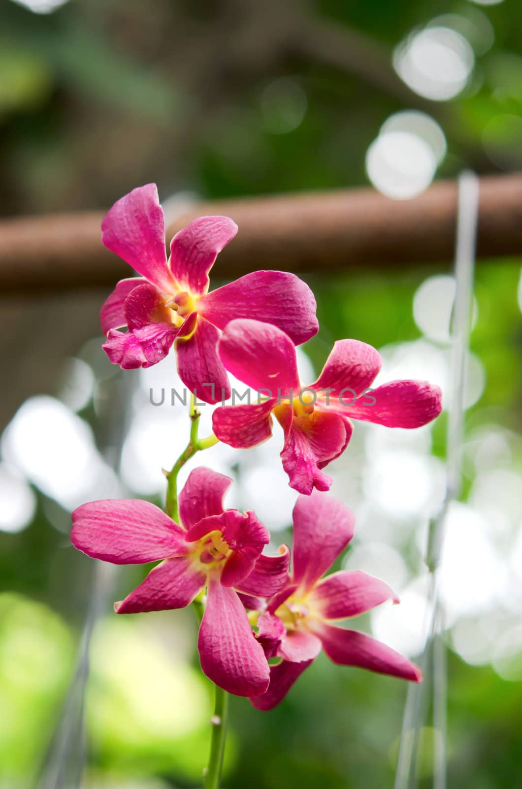 Close up of beautiful pink orchids blooms in garden