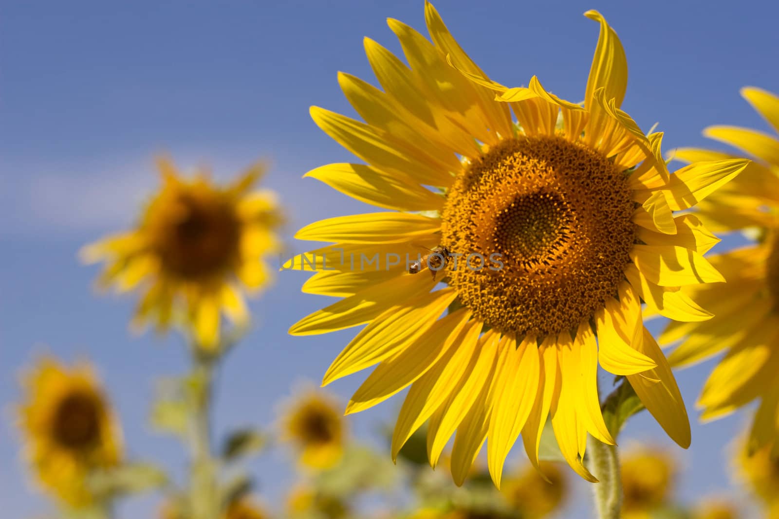 Honey Bee on Sunflower