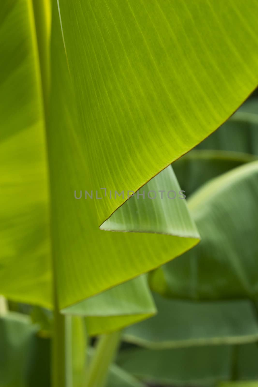 Banana Leaf