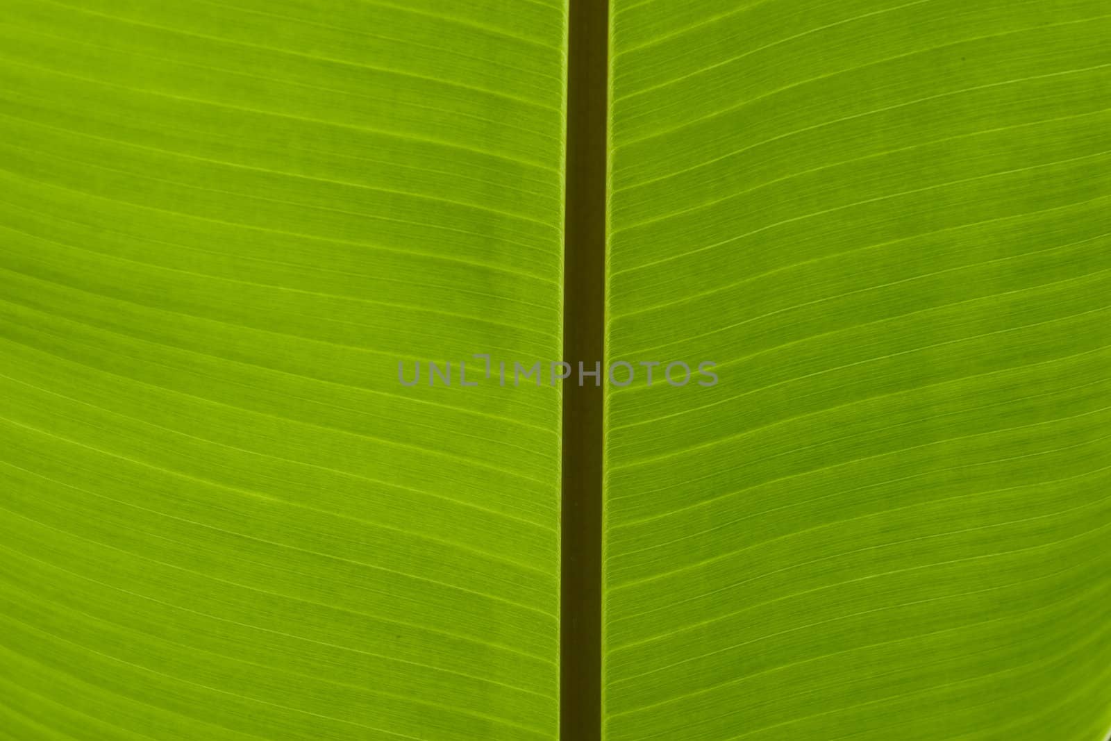 Banana Leaf