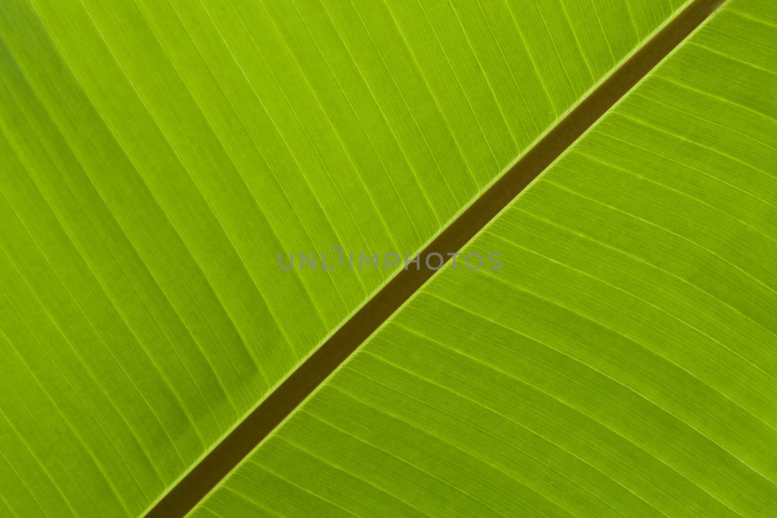 Banana Leaf