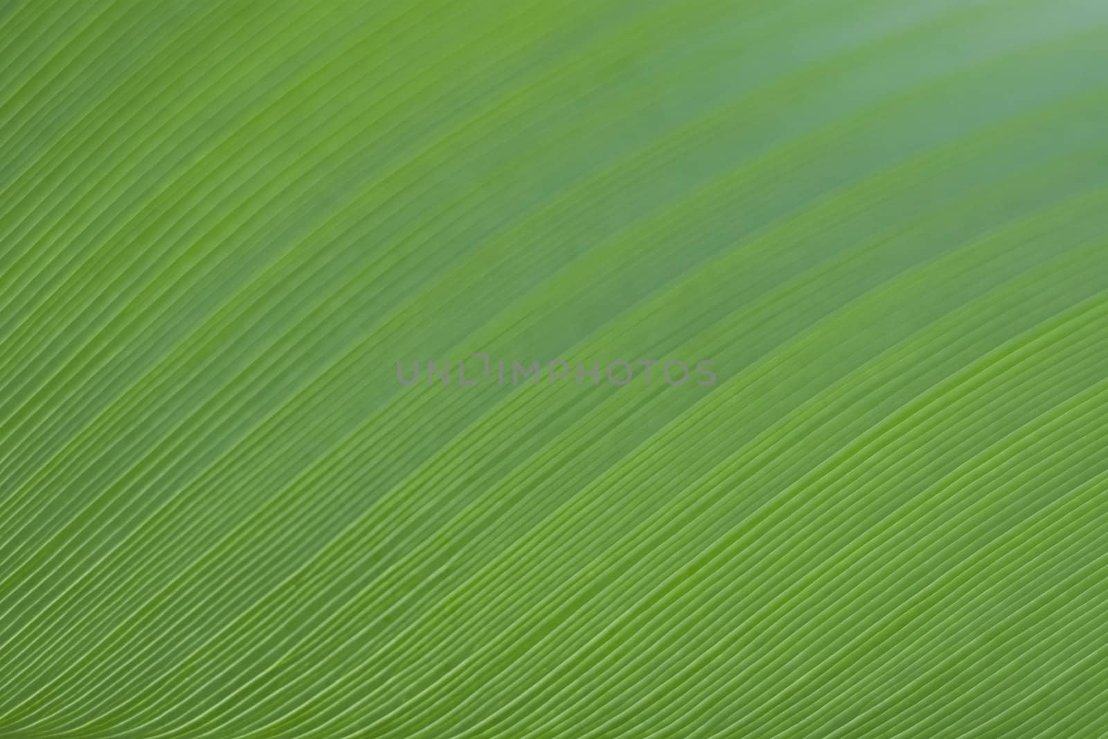 Banana Leaf