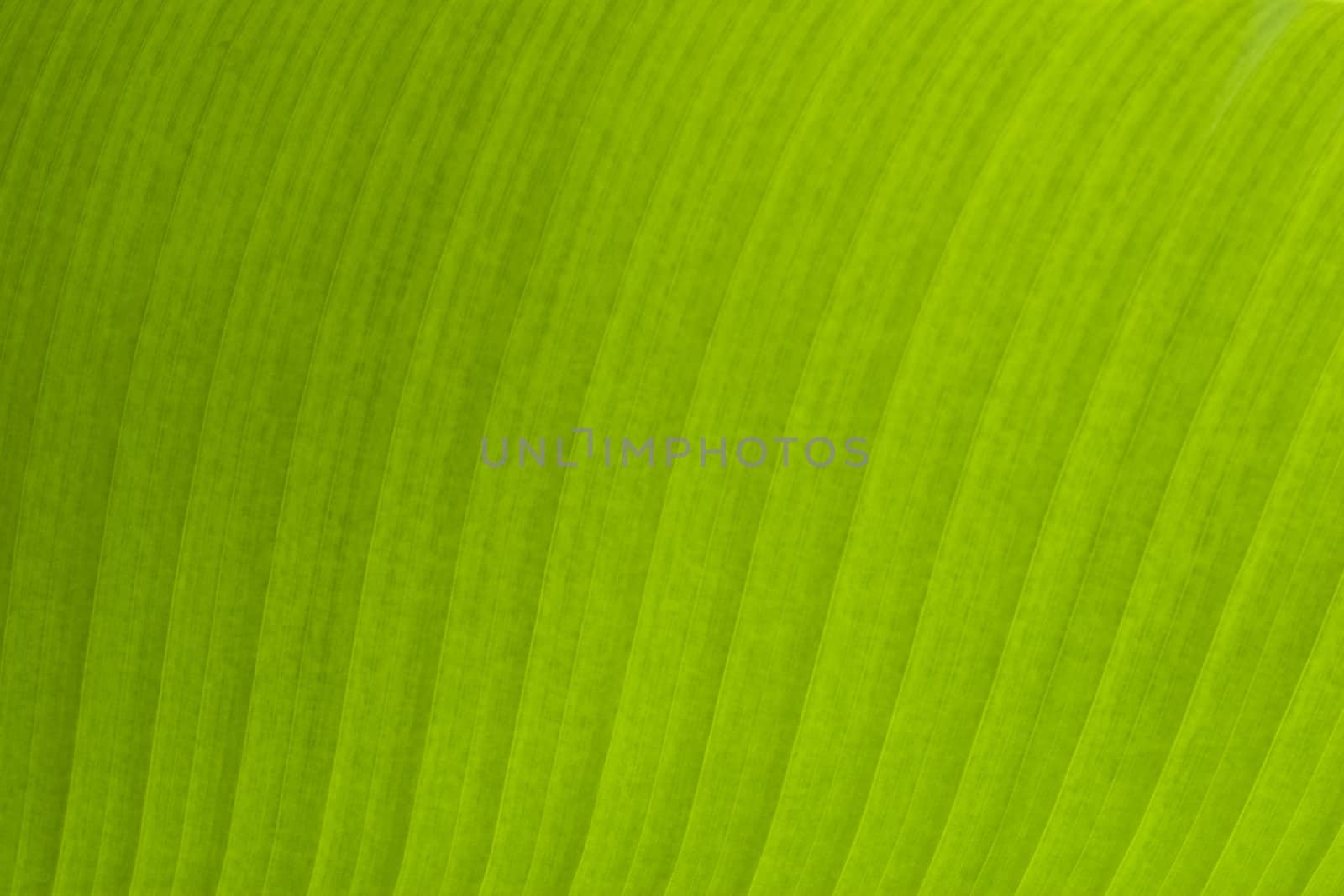 Banana Leaf background