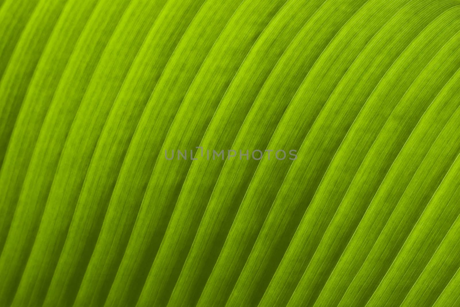 Banana Leaf