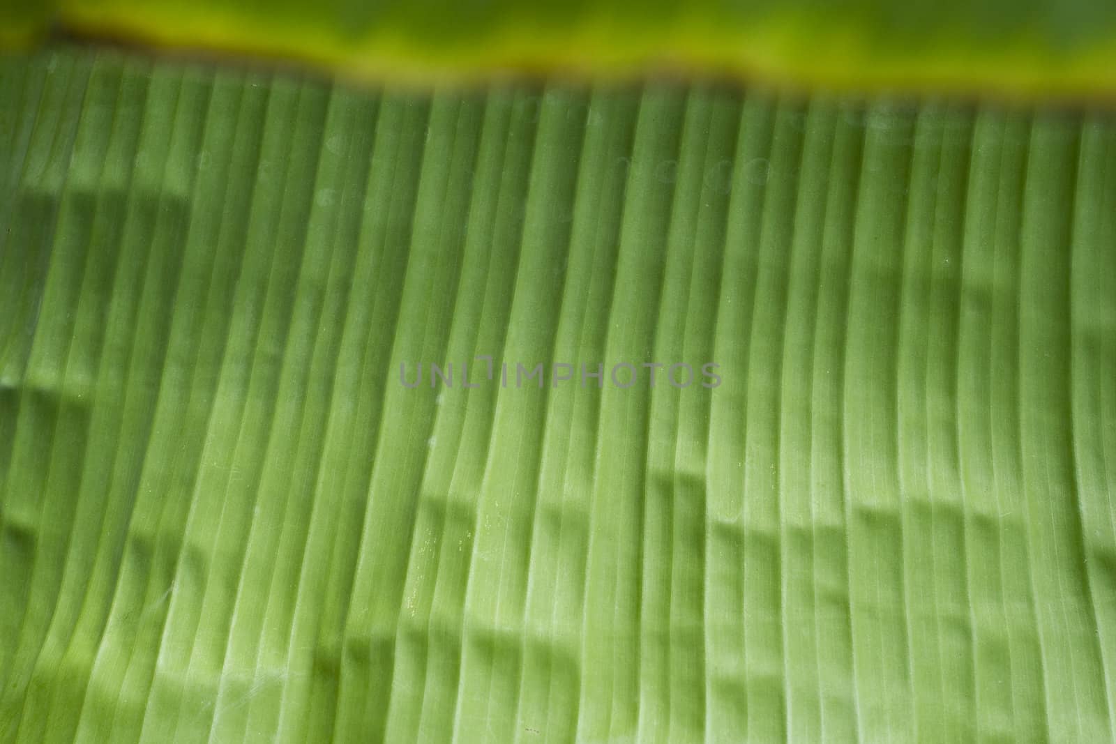 Banana Leaf