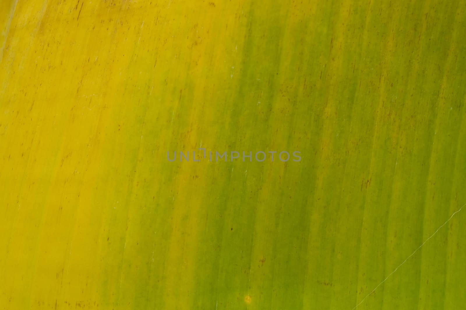 Banana Leaf