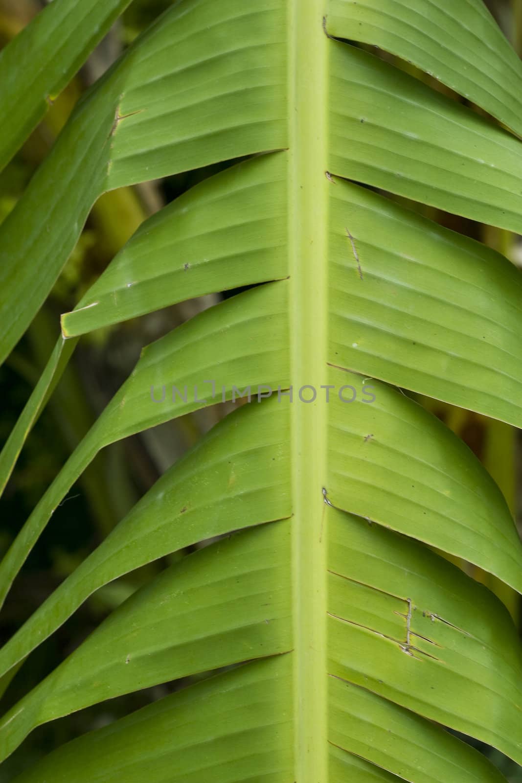 Banana Leaf