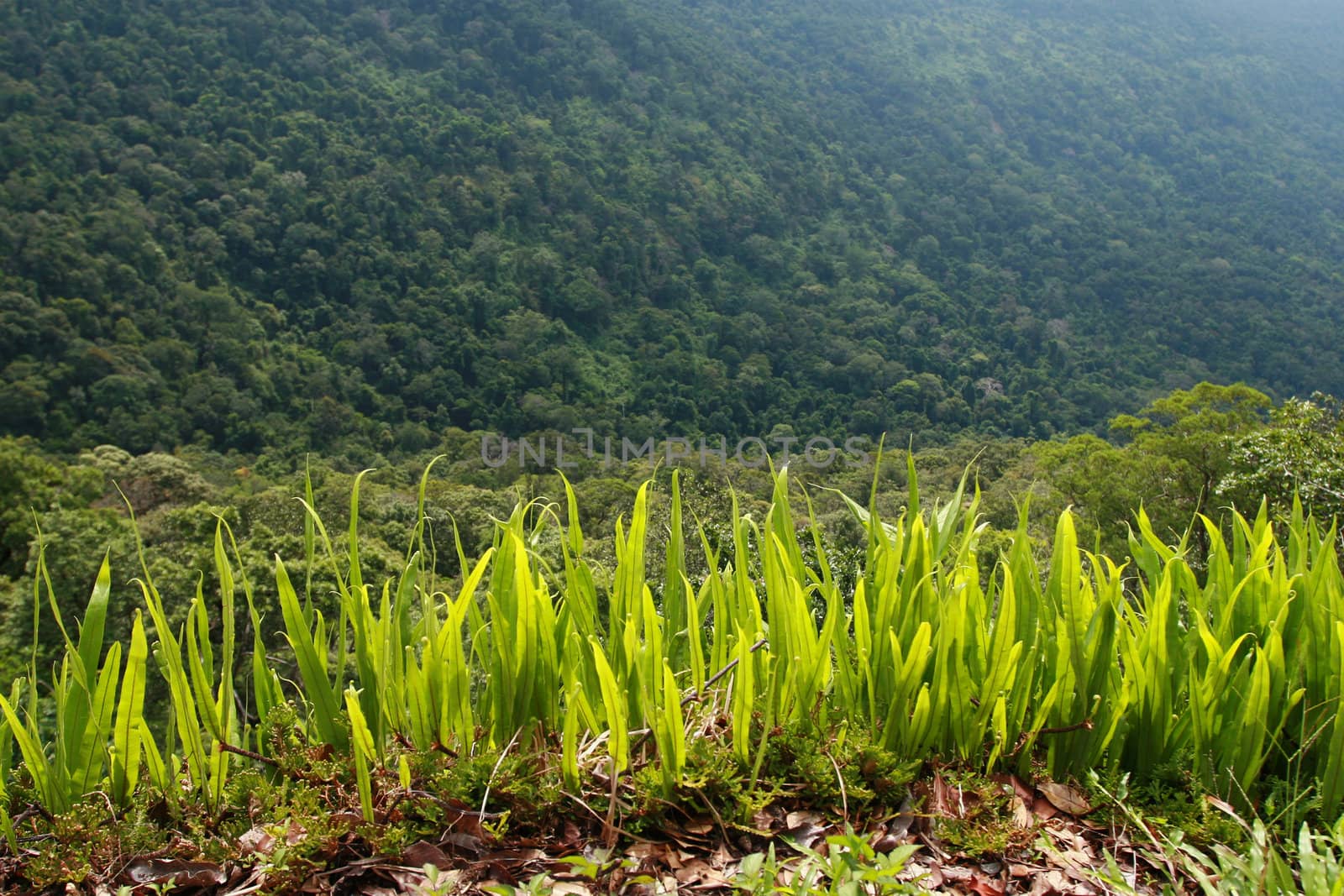 Tropical Mountains