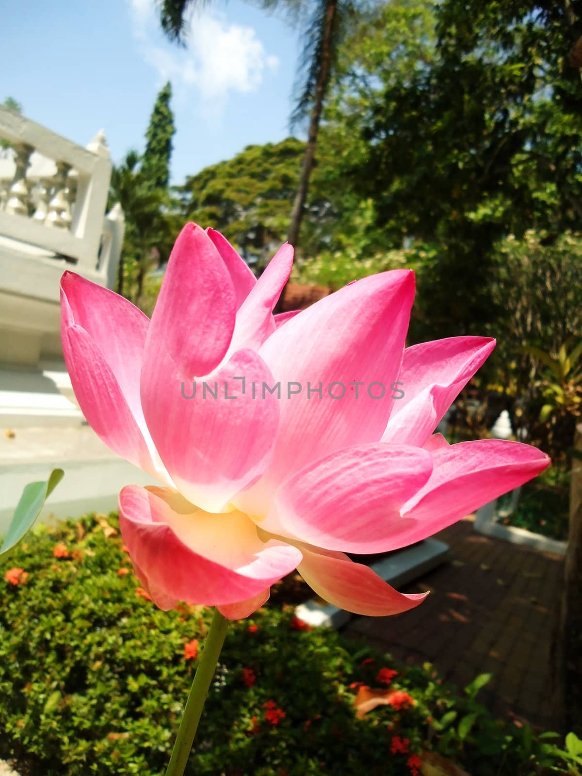 pink lotus in water                               