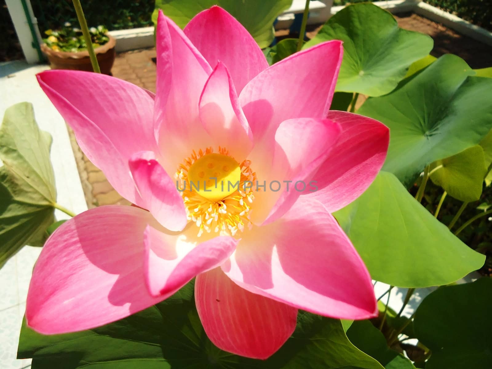 pink lotus in pot                             