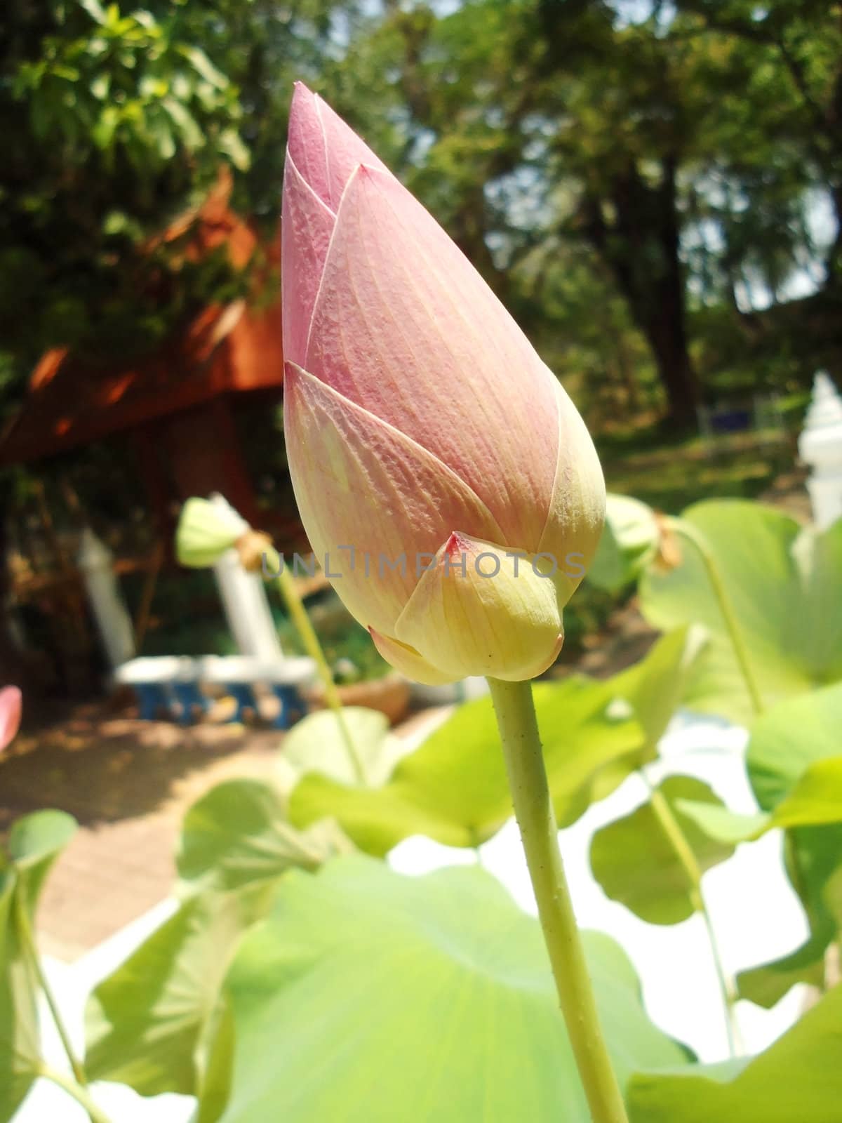 Pink Lotus by den_rutchapong