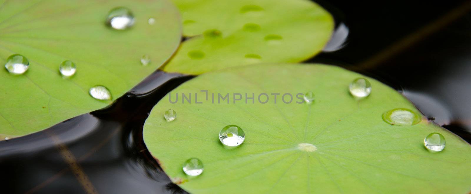 Drops of water  by chatchai