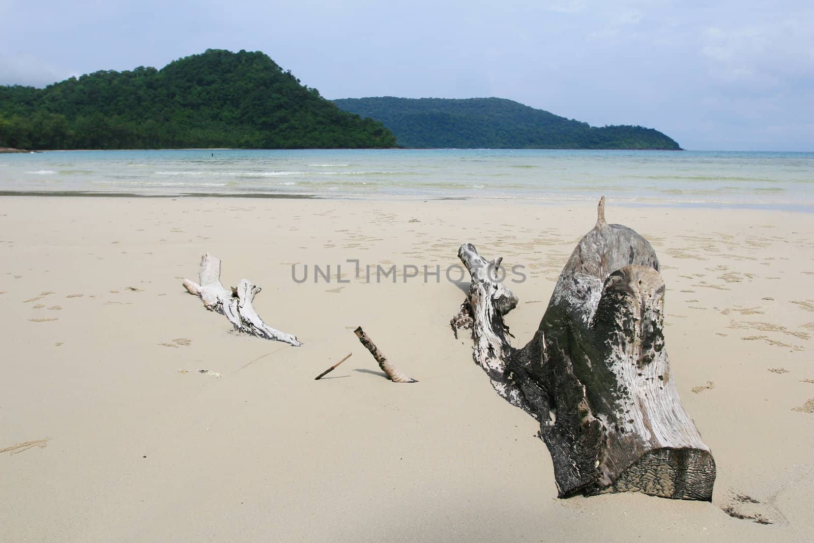 Driftwood on the Beach