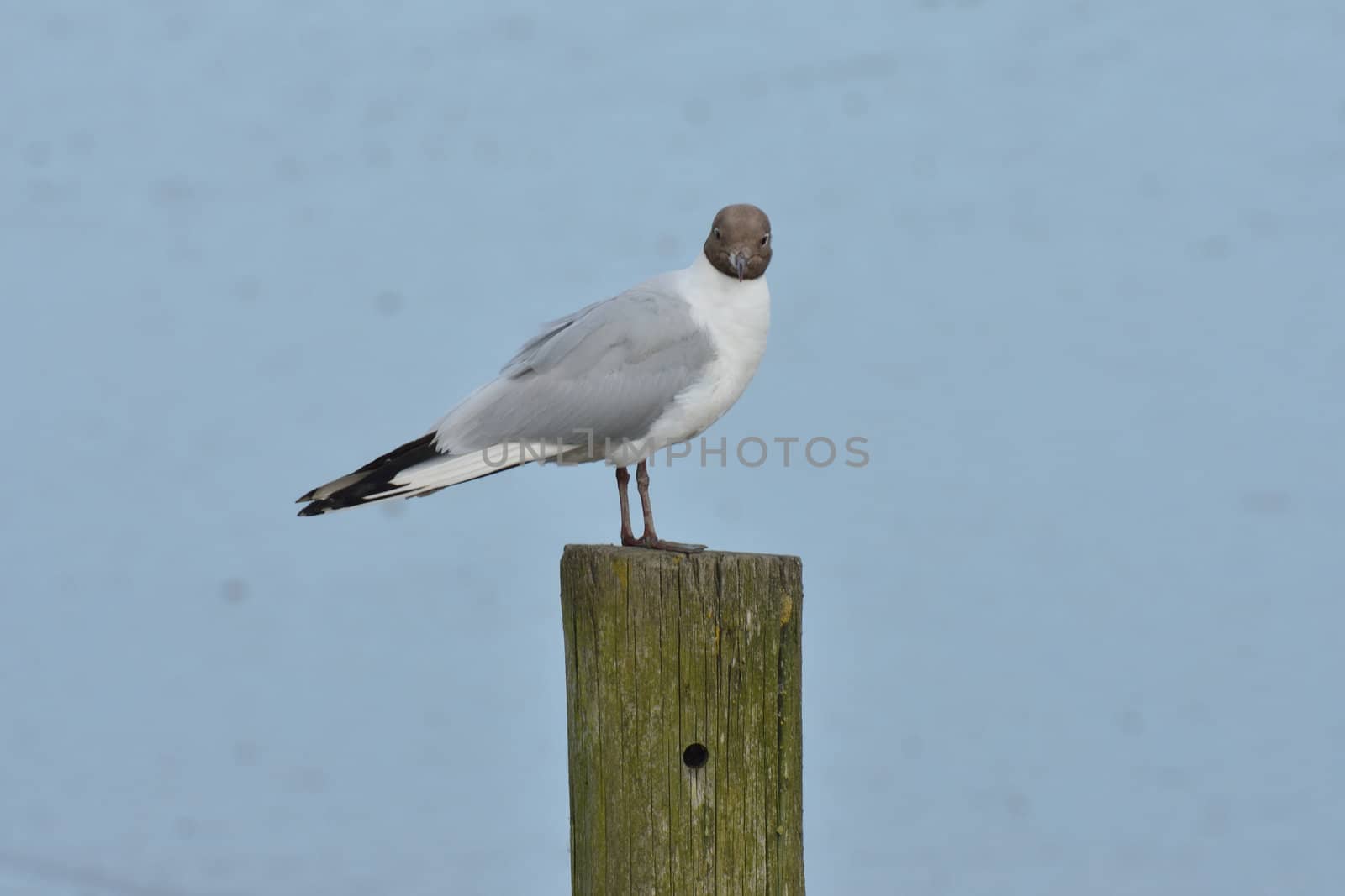 Gull on post looking towards camera by pauws99