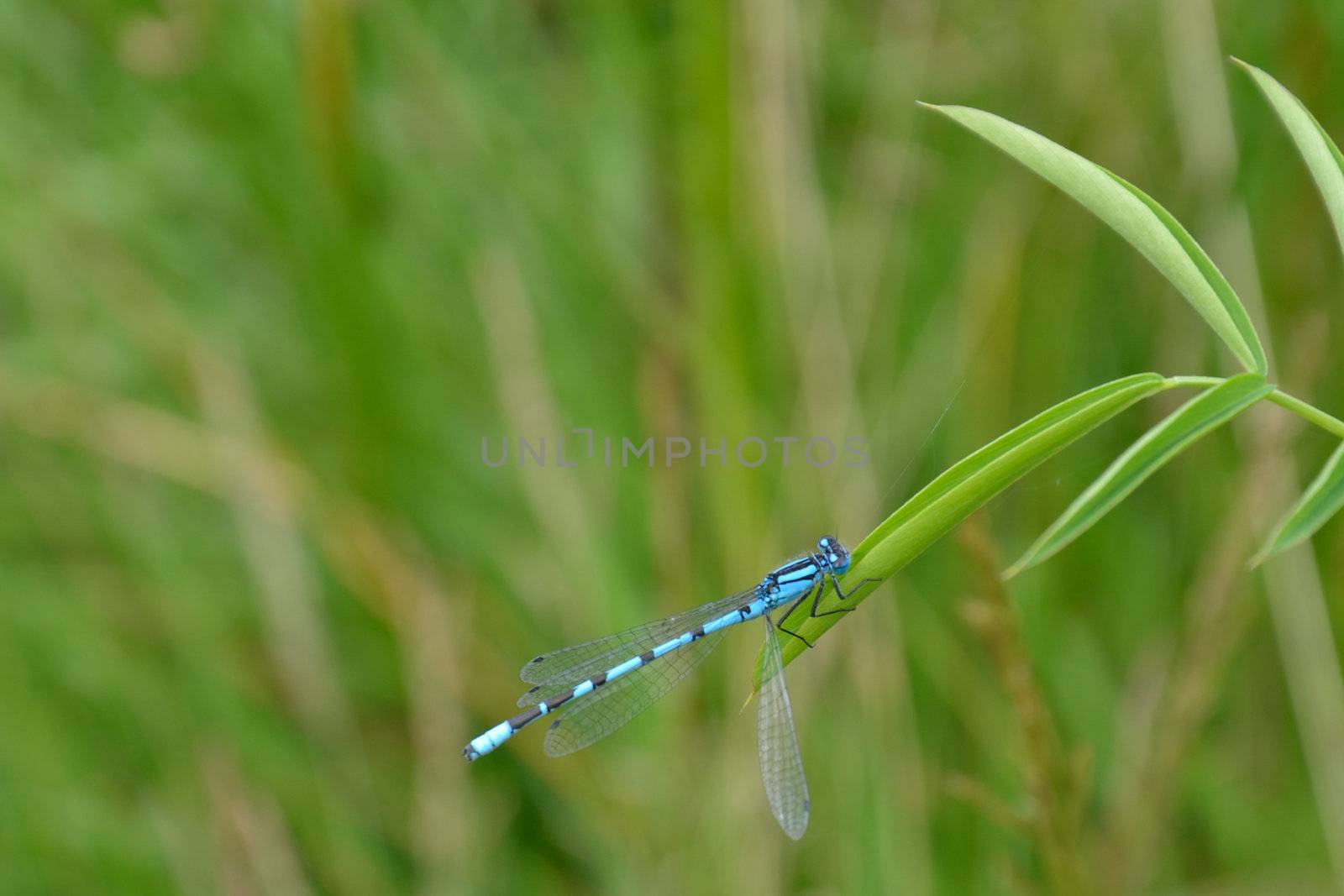 Dragonfly with grass in background